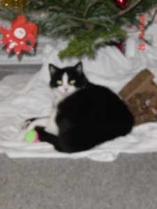 under the shiny Christmas tree